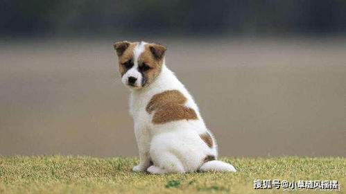 兔狲为什么如此凶悍？与宠物猫同宗，却野性难驯