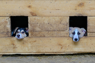 温暖的家 流浪小狗与它的狗窝