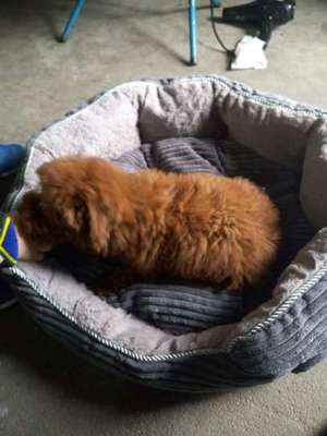 温暖舒适的小窝 麦豆灯芯绒方形狗窝使用体验分享